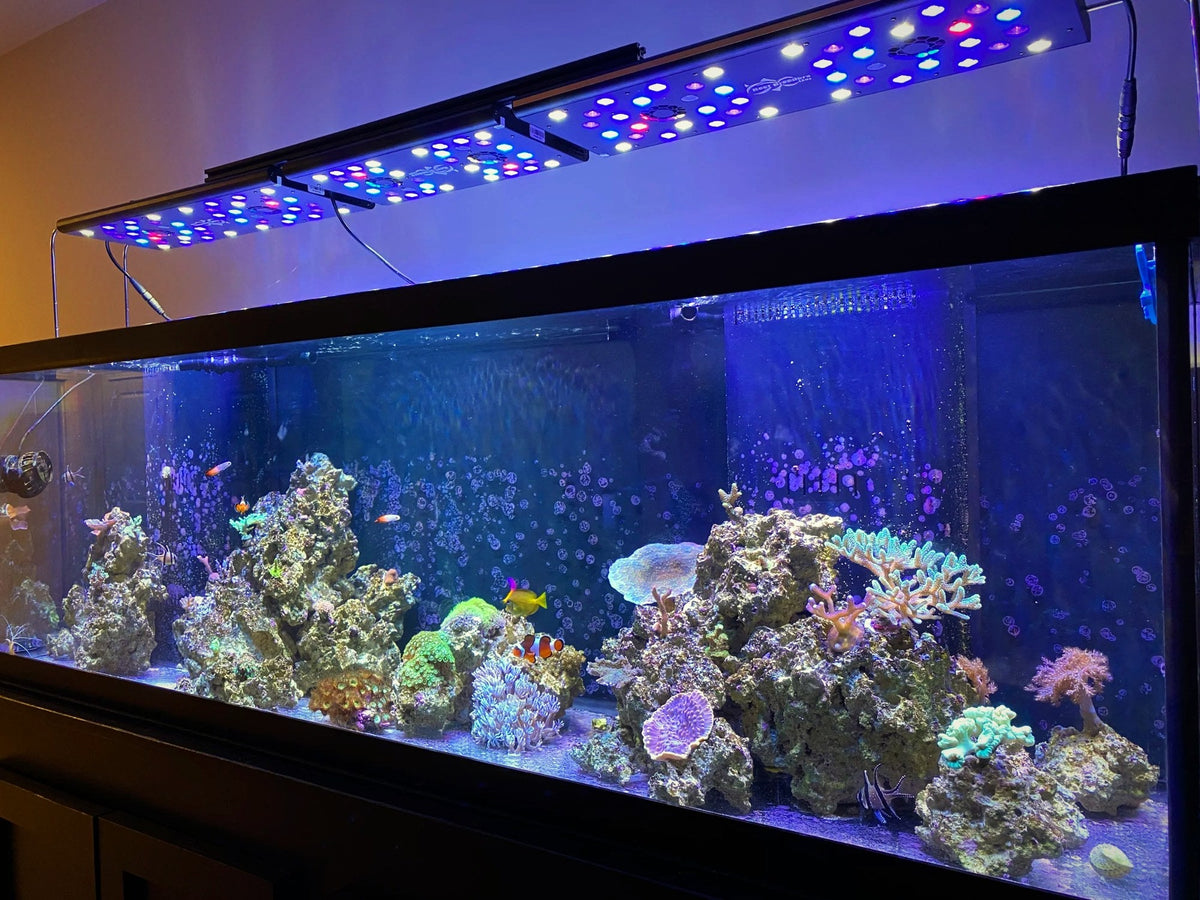 Reef display aquarium built by Aquafab