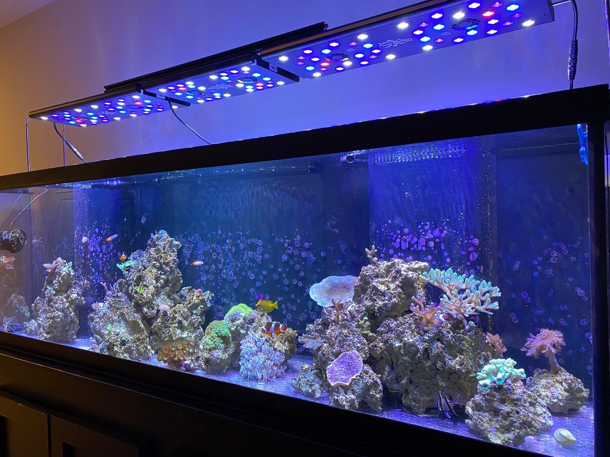 Aquafab reef display aquarium with LED lighting