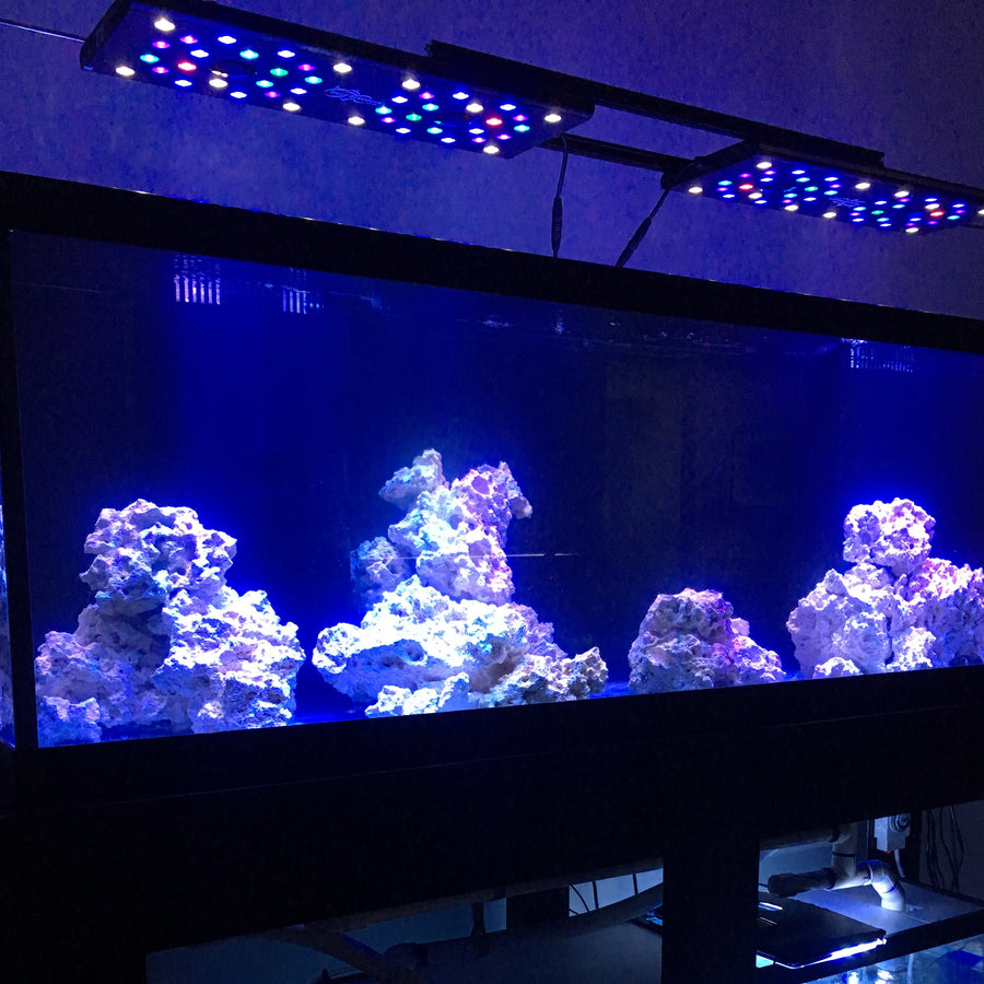 Reef aquarium under full-spectrum LED lighting