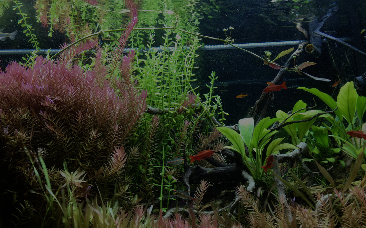 Planted freshwater habitat