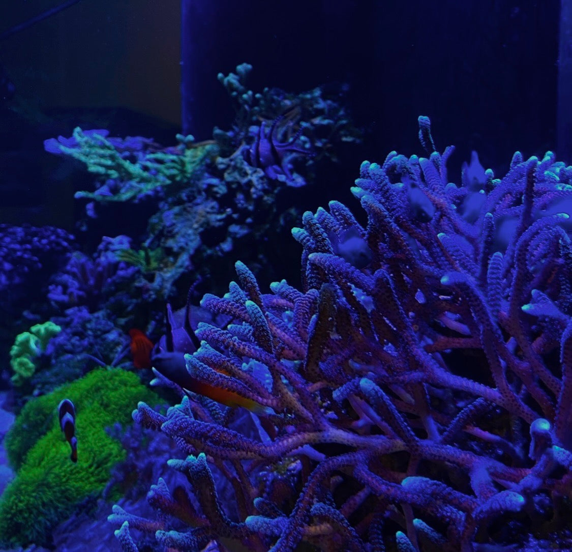 Shallow reef corals