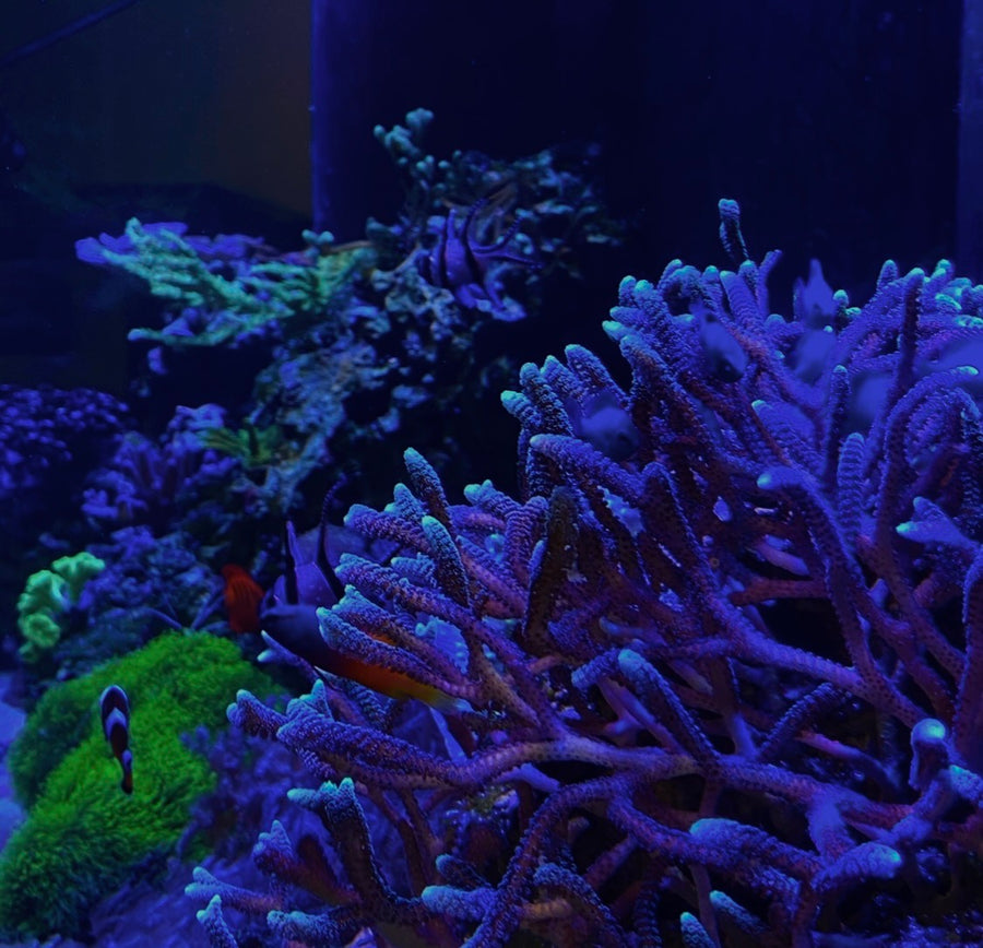 Shallow reef corals