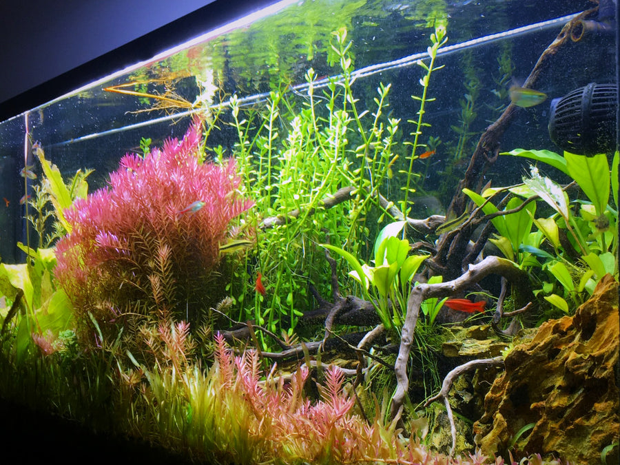 Planted freshwater habitat display